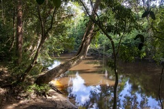 Dipterocarpus oblongifolius