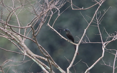 Crypsirina temia