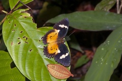 Cethosia hypsea