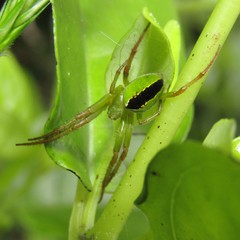 Colaranea melanoviridis