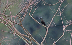 Crypsirina temia