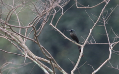 Crypsirina temia