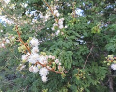 Mimosa bahamensis