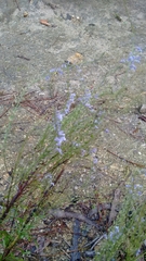 Anarrhinum longipedicellatum