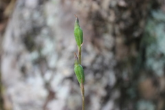 Thelymitra longifolia