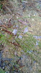 Anarrhinum longipedicellatum