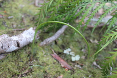 Thelymitra longifolia