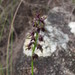 Genoplesium alticola - Photo (c) sworboys,  זכויות יוצרים חלקיות (CC BY-NC), הועלה על ידי sworboys