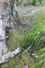 Thelymitra longifolia