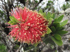 Melaleuca pyramidalis