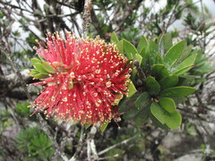 Melaleuca pyramidalis