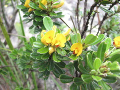 Pultenaea millarii