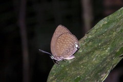 Arhopala epimuta