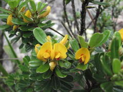 Pultenaea millarii