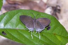 Drupadia ravindra