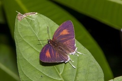 Drupadia theda