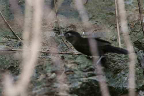 Sooty Babbler (Stachyris herberti), photo 2