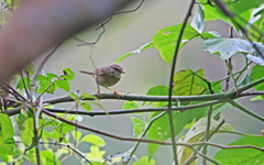 Phylloscopus schwarzi