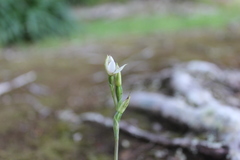 Thelymitra longifolia