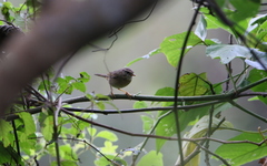 Phylloscopus schwarzi