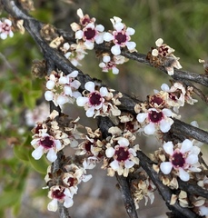 Agonis theiformis