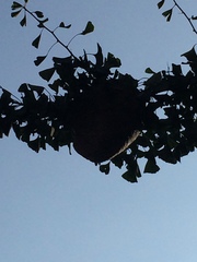 Dolichovespula maculata