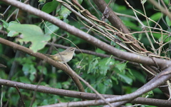 Phylloscopus schwarzi