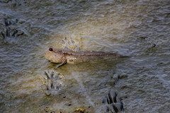 Periophthalmodon schlosseri