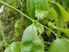Celtis philippensis