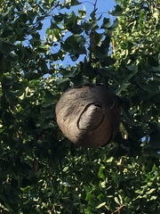 Dolichovespula maculata