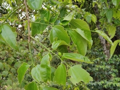 Celtis philippensis