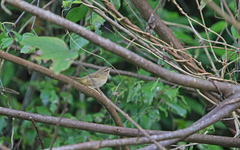 Phylloscopus schwarzi