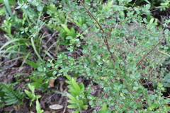 Coprosma × gracilis