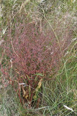 Rumex dumosus