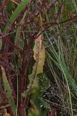Rumex dumosus