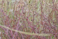 Rumex dumosus