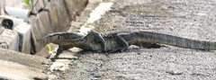 Varanus salvator macromaculatus