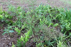 Coprosma × gracilis