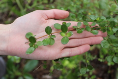Coprosma × gracilis
