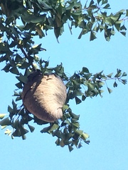 Dolichovespula maculata