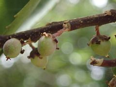 Melicytus chathamicus