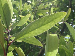Melicytus chathamicus