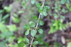 Coprosma × gracilis