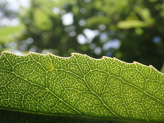 Melicytus chathamicus