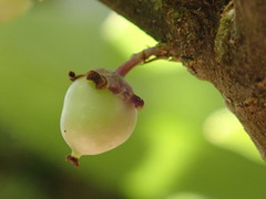 Melicytus chathamicus