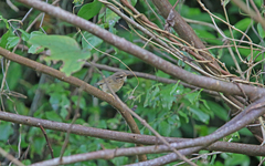 Phylloscopus schwarzi