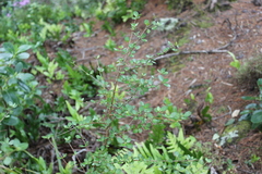 Coprosma × gracilis