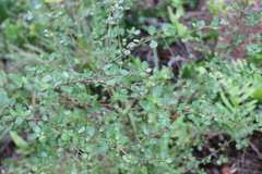 Coprosma × gracilis