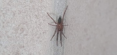 Gnaphosidae