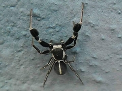 Stegodyphus africanus